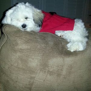 Meet your Posher, Jasmine