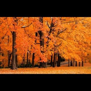 Meet your Posher, Lily