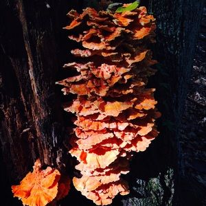 Meet your Posher, Summer