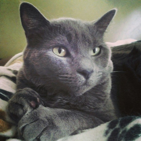 Meet your Posher, Lolly - Picture 1 of 1