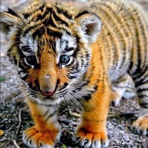 Meet your Posher, King