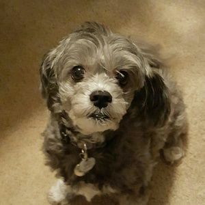 Meet your Posher, Sheryl