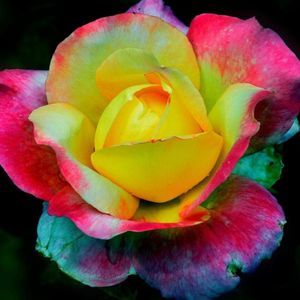 Meet your Posher, Kimberly Wright