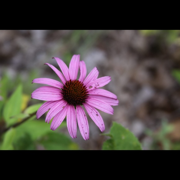 Meet your Posher, Anne
