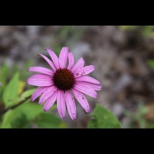 Meet your Posher, Anne