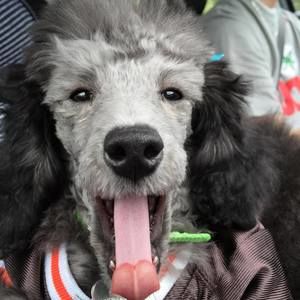 Meet your Posher, Erica