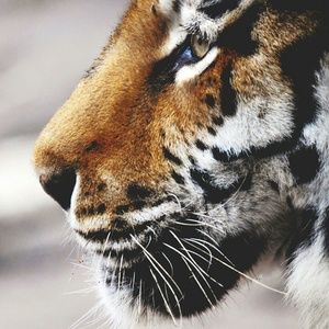 Meet your Posher, Anita