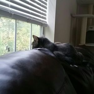 Meet your Posher, Allison