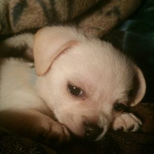 Meet your Posher, Rose