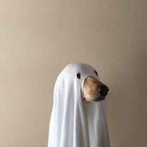 Meet your Posher, Miranda