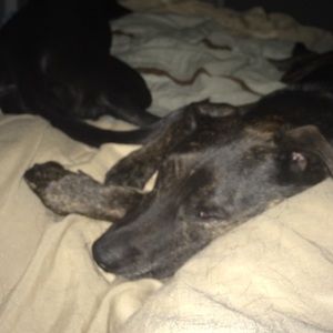 Meet your Posher, Lindsay