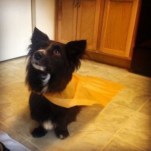 Meet your Posher, Anne