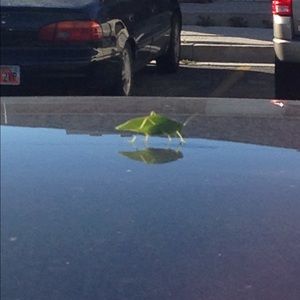 Meet your Posher, Dawn