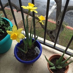 Meet your Posher, Allannah