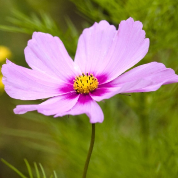 Meet your Posher, Nadine