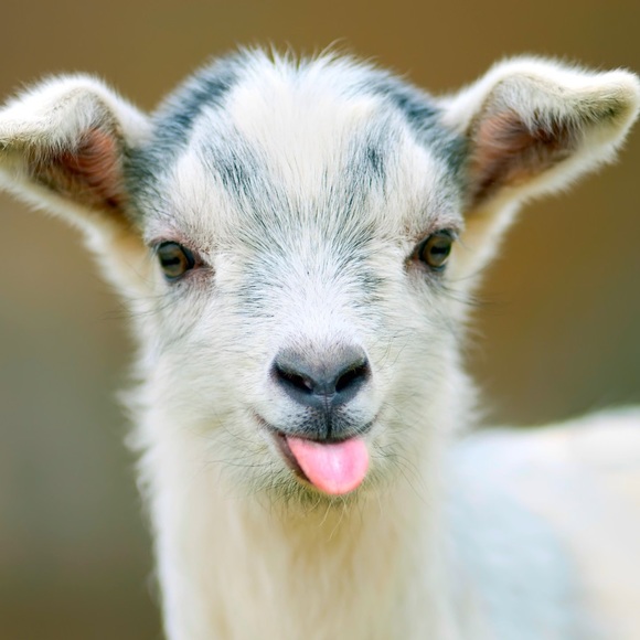 Meet your Posher, Lakin