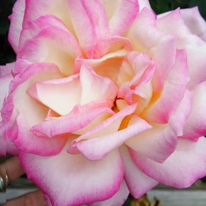 Meet your Posher, Toriana