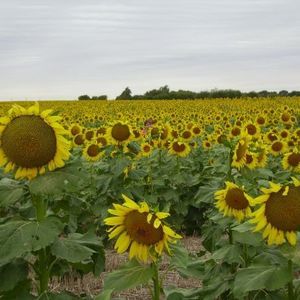 Meet your Posher, Gayle