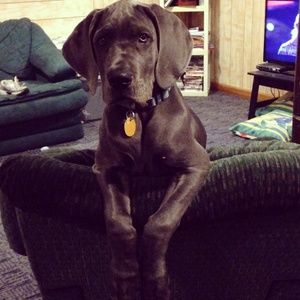 Meet your Posher, Amber