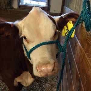 Meet your Posher, Misty