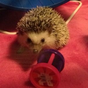 Meet your Posher, Meredith