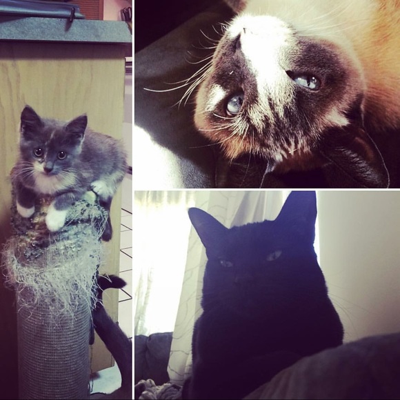 Meet your Posher, Kaci - Picture 4 of 5