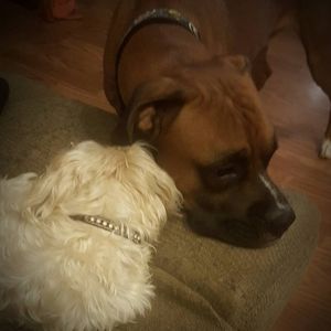 Meet your Posher, Heatherandshawn