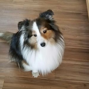 Meet your Posher, Sherrie