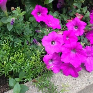 Meet your Posher, Brenda