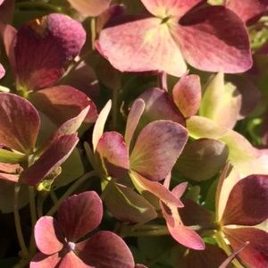 Meet your Posher, Mackenzie