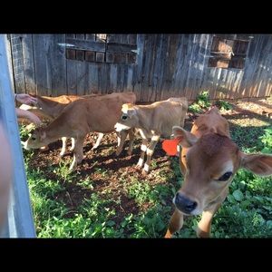 Meet your Posher, Maddy