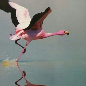 Meet your Posher, Candy