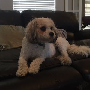 Meet your Posher, Lou