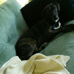 Meet your Posher, Abigail