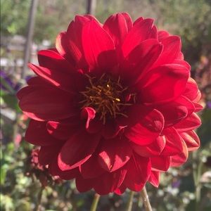 Meet your Posher, Alma