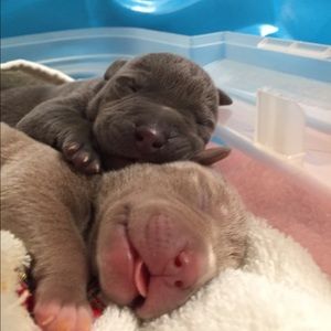 Meet your Posher, Alexis