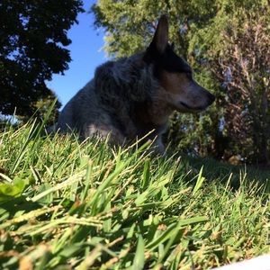 Meet your Posher, Sierra