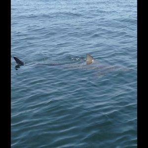 Meet your Posher, Misty