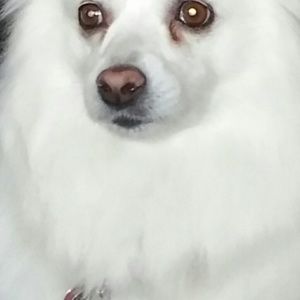 Meet your Posher, Mashanta