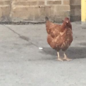 Meet your Posher, Kenya