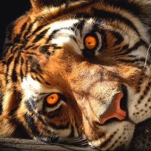 Meet your Posher, Christy