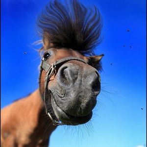 Meet your Posher, Revae