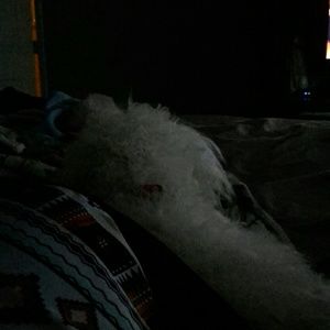 Meet your Posher, Sherry