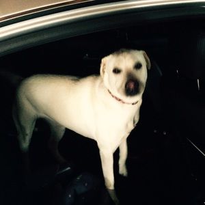 Meet your Posher, Andy