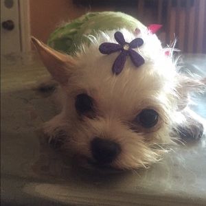 Meet your Posher, Veronica