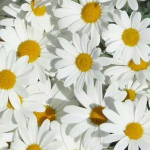 Meet your Posher, Riah