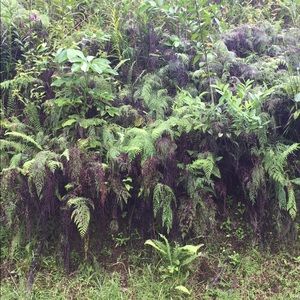 Meet your Posher, Brie