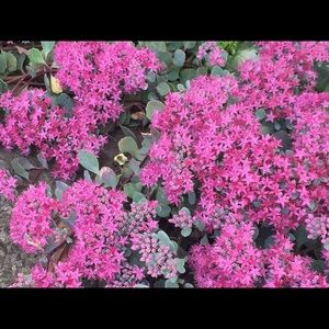 Meet your Posher, Ilene