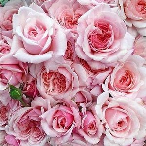 Meet your Posher, Danielle