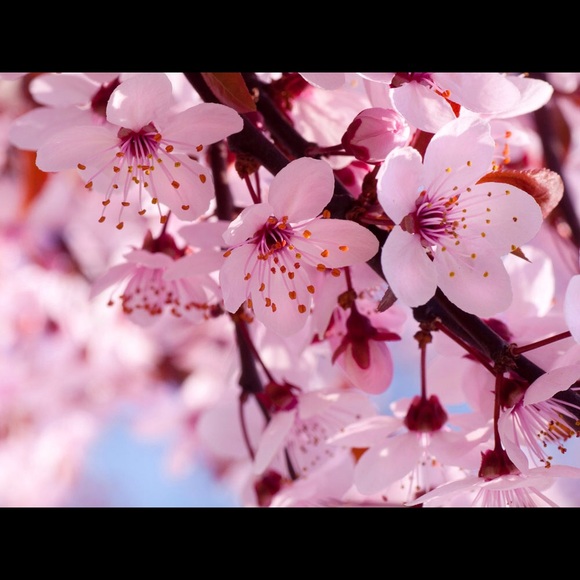 Meet your Posher, Sakura